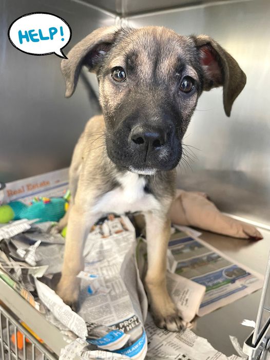 sahumane's tweet image. We need your help! We are in immediate need of full-page newspapers! They are used to line our puppy kennels while they are waiting for their forever homes! Please donate &amp;amp; drop them off at our donation station located outside our doors (4804 Fredericksburg Rd.) Thank you!!🗞
