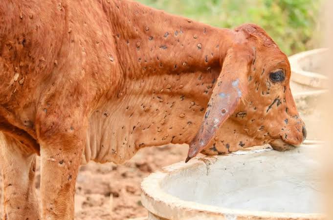 thvarithasree's tweet photo. #savecows There is no treatment for Lumpy Skin Disease. Prevention: It is difficult to stop cattle being attacked by infected vectors (flies, etc.) once infection is within an area. Risk behaviours increase the probability of infection being carried between locations. https://t.co/96jt8d1k51