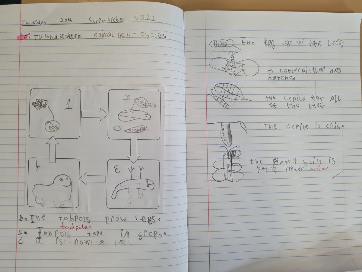 hwhiley1's tweet image. Our Year 2 Dragonflies worked incredibly hard this afternoon in science learning all about metamorphosis and the butterfly and frog life-cycles. Great effort with your writing today everyone! 👏  @HorsendalePS