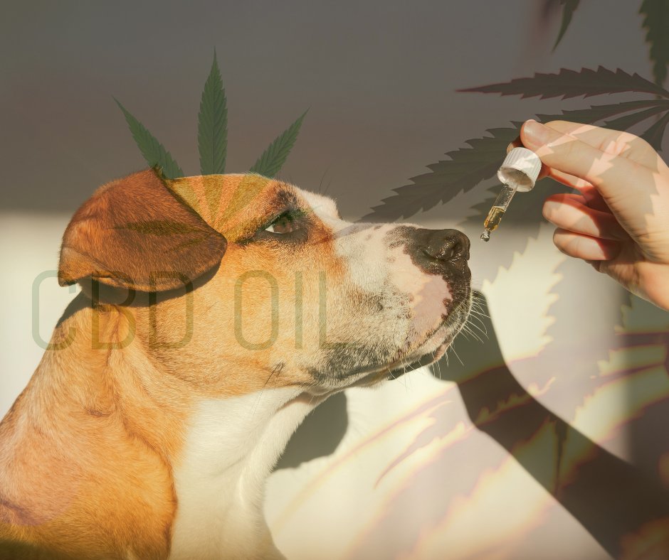 HighsTech's tweet photo. Custom CBD oil for pets is the highest quality and best priced product on the market. We work with owners and their pets to figure out which CBD oil works the best for the pet's issues. 
TRY NOW:
https://t.co/XMUdGxVYkz https://t.co/WLALKmRdBH