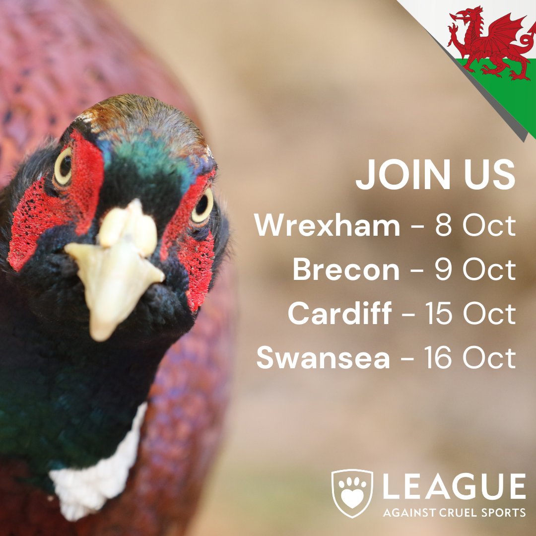 LeagueACS's tweet photo. Come and meet us in Wales to hear how you can help end the caged breeding of 'game' birds in Wales.
First stop, Wrexham.
Take action: https://t.co/V9DbtFcGAh
#EndCagedBreeding https://t.co/hMB6kmXI0G