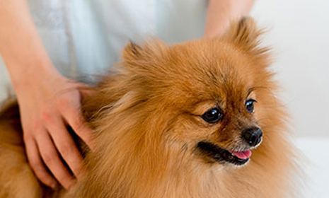 frenovo's tweet image. In vitro diagnostic reagents refer to in vitro diagnostic reagents managed according to medical devices, including reagents. kits calibrators. frenovobio.com/products/pet-d… #myotest #ntprobnptest