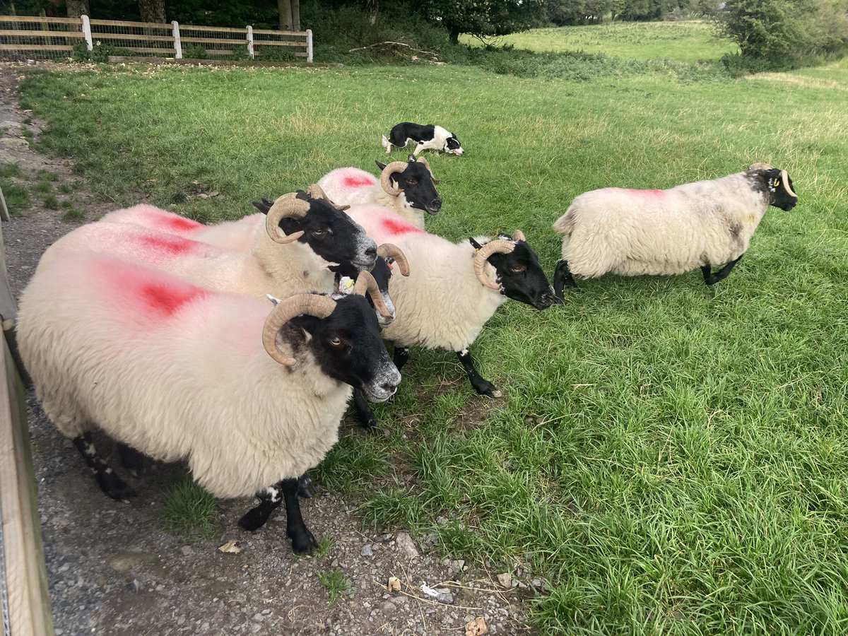 marleneglenhest's tweet photo. GB Coach Operators enjoying fantastic visit @AtlantSheepdogs with great thanks to Martin @Failte_Ireland @wildatlanticway https://t.co/EIqewpkvjo