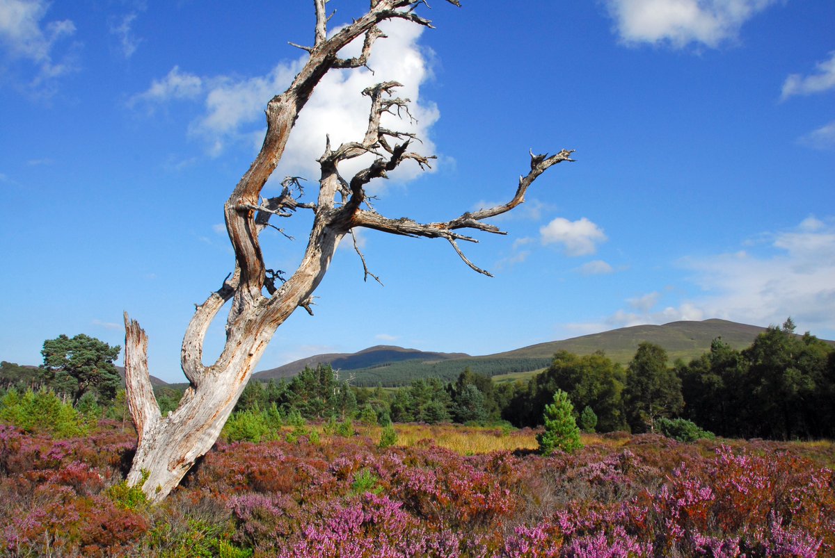 pollypullar1's tweet photo. Looking forward to talking to  @passingplace at Wigtown Book Festival about her beautiful #memoir #Scotswords #belonging - Tickets here: https://t.co/AW4QfdFrL6 https://t.co/C64ksOvnu7