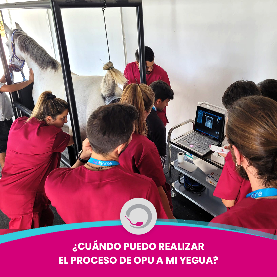 ovoclone's tweet photo. La #yegua donante (la que aporta los óvulos) puede someterse a la #OPU en cualquier fase de su ciclo reproductivo. Aunque se recomienda en otoño o primavera porque es cuando reproductivamente están más receptivas.
#Ovohorse #Caballos #Yegua #ReproduccionEquina #Semental #cloning https://t.co/wB0uwi2Hkx