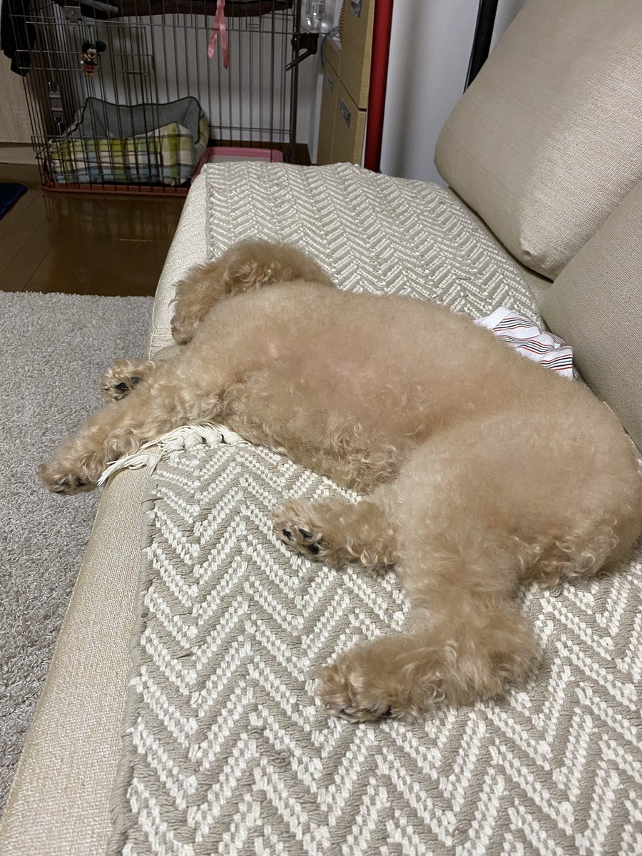 T32MS7000's tweet photo. #愛犬
#犬
＃トイプードル 
＃プードル
#かわいいトイプードル
#puppy
#犬の居る暮らし
モモ、シャンプーで疲れちゃったよ。 https://t.co/9d7WYuyPSp