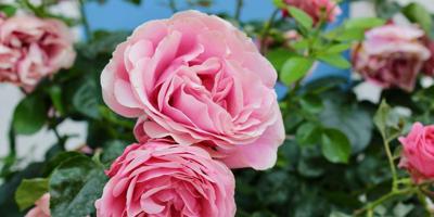 LynFierce's tweet photo. To ensure your roses successfully bloom, you should fertilize them every two to four weeks depending on the fertilizer you choose. During dormant months, roses can be fed organic ingredients. https://t.co/hHzZZza7L8 https://t.co/CxqeKbCx06