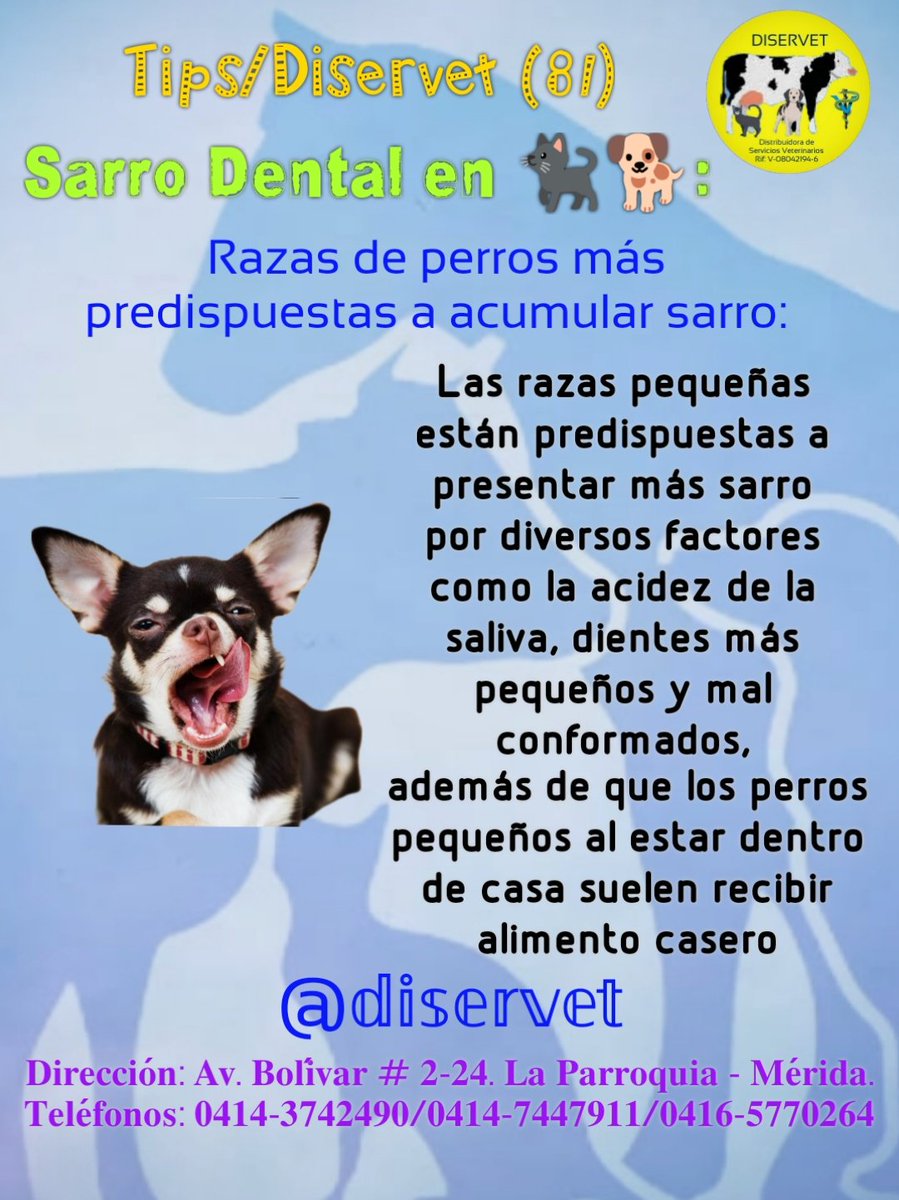 diservet01's tweet photo. 3️⃣@diservet #TipsDiservet #sarro #placabacteriana
#consultaveterinaria @mvreinaldorivas https://t.co/CwLicsjVo7