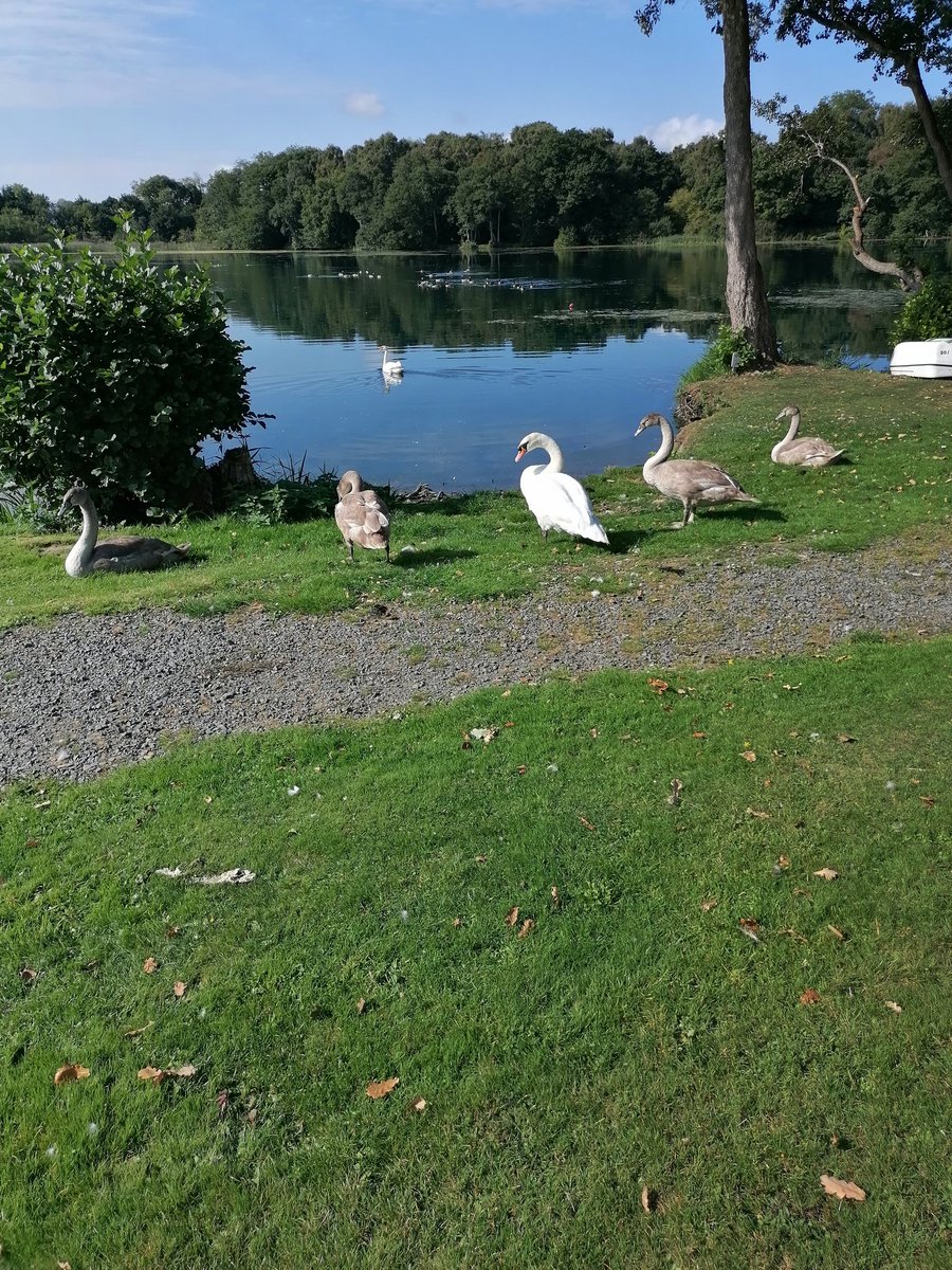 WorldScotties's tweet photo. Cygnets nearly as big as parents, gorgeous weather today 💙
#pearllake https://t.co/6tcpeHU1dL