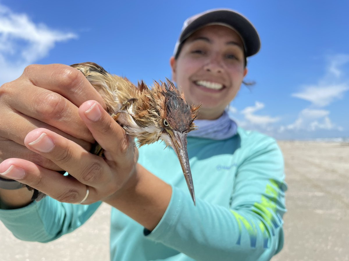 Come work with us at the Amos Rehabilitation Keep - ARK at UT Marine Science Institute! We are hiring:

ARK Staff Supervisor - utaustin.wd1.myworkdayjobs.com/UTstaff/job/MA…