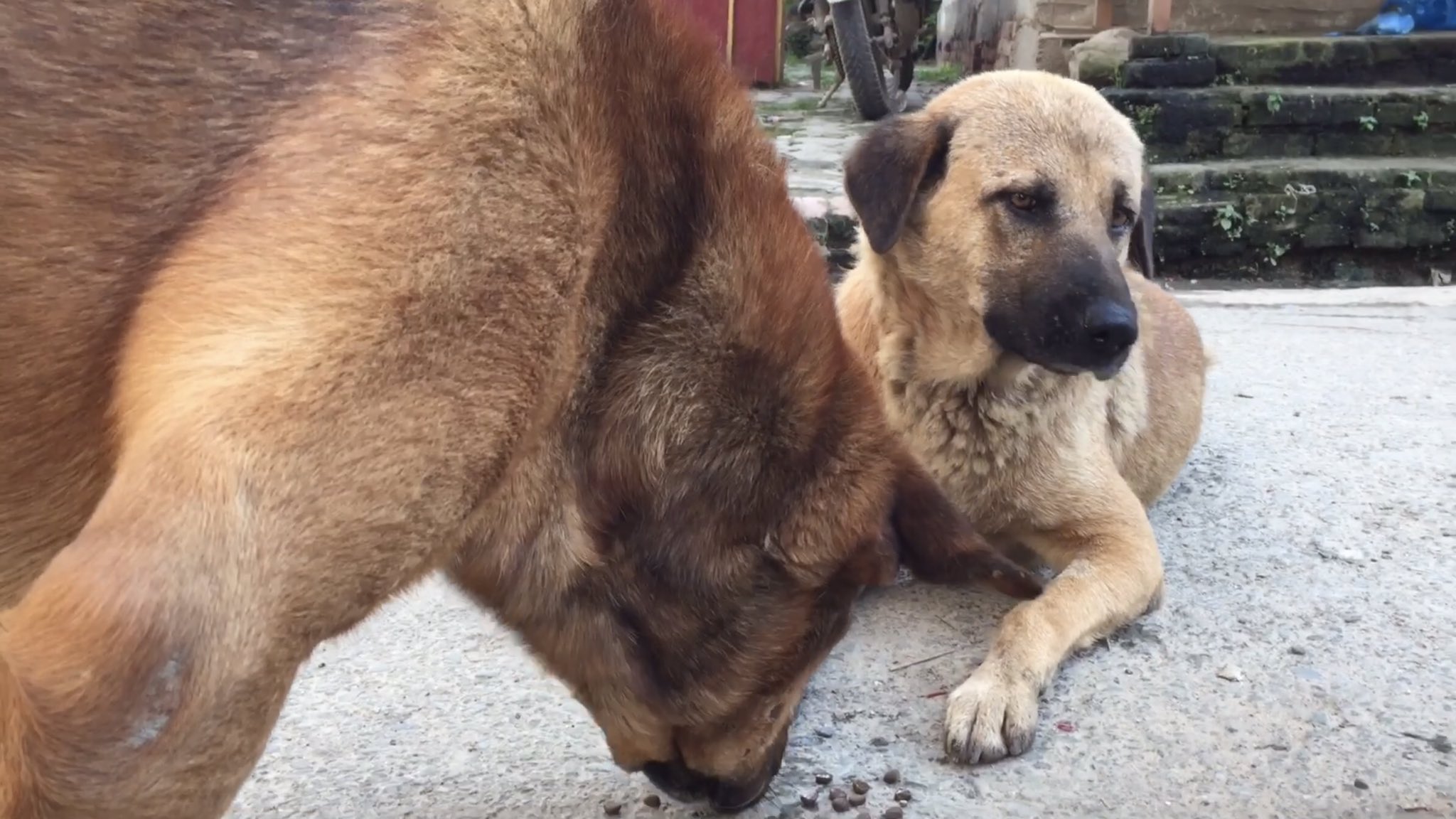 野良犬ふれあい広場 Norainu Hureai Twitter