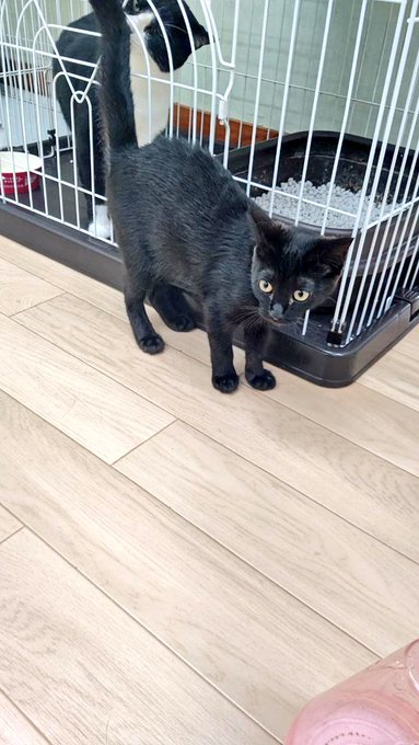 保護猫カフェtormenta トルメンタ 愛知にある猫カフェ 子猫のへや