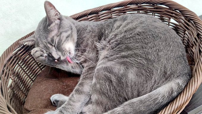 保護猫カフェtormenta トルメンタ 愛知にある猫カフェ 子猫のへや