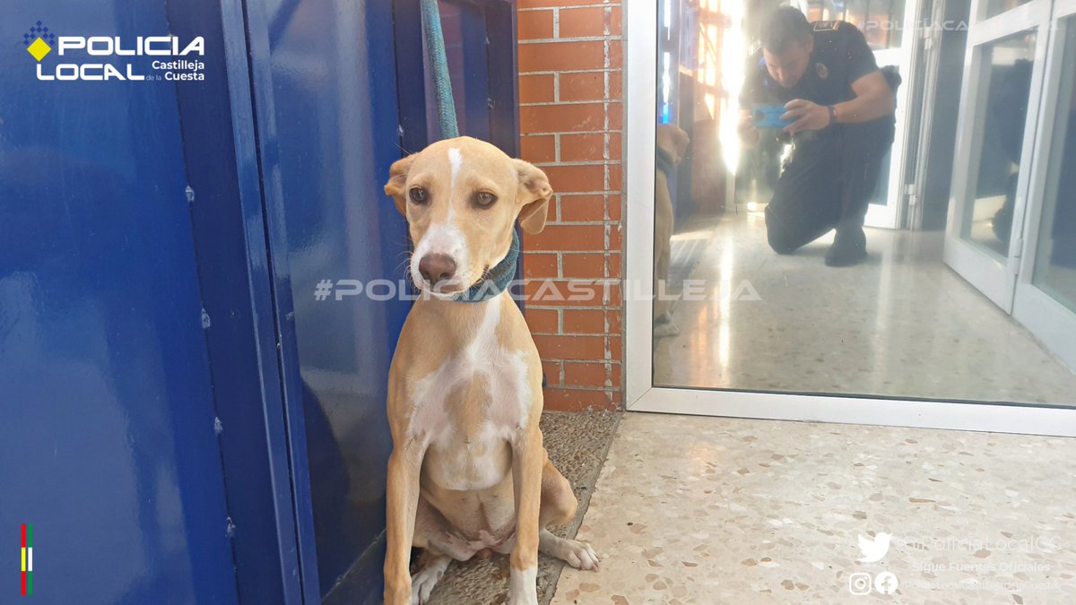 PoliciaLocalcc's tweet photo. Nos han entregado este peludete🐕 localizado perdido en nuestra localidad.
Carece de identificación y de microchip #NoNosEnteramos y estamos buscando a sus dueñ@s.
¿Nos ayudas?
#Comparte #Difunde
#PoliciaCastilleja https://t.co/0naueAxKBk