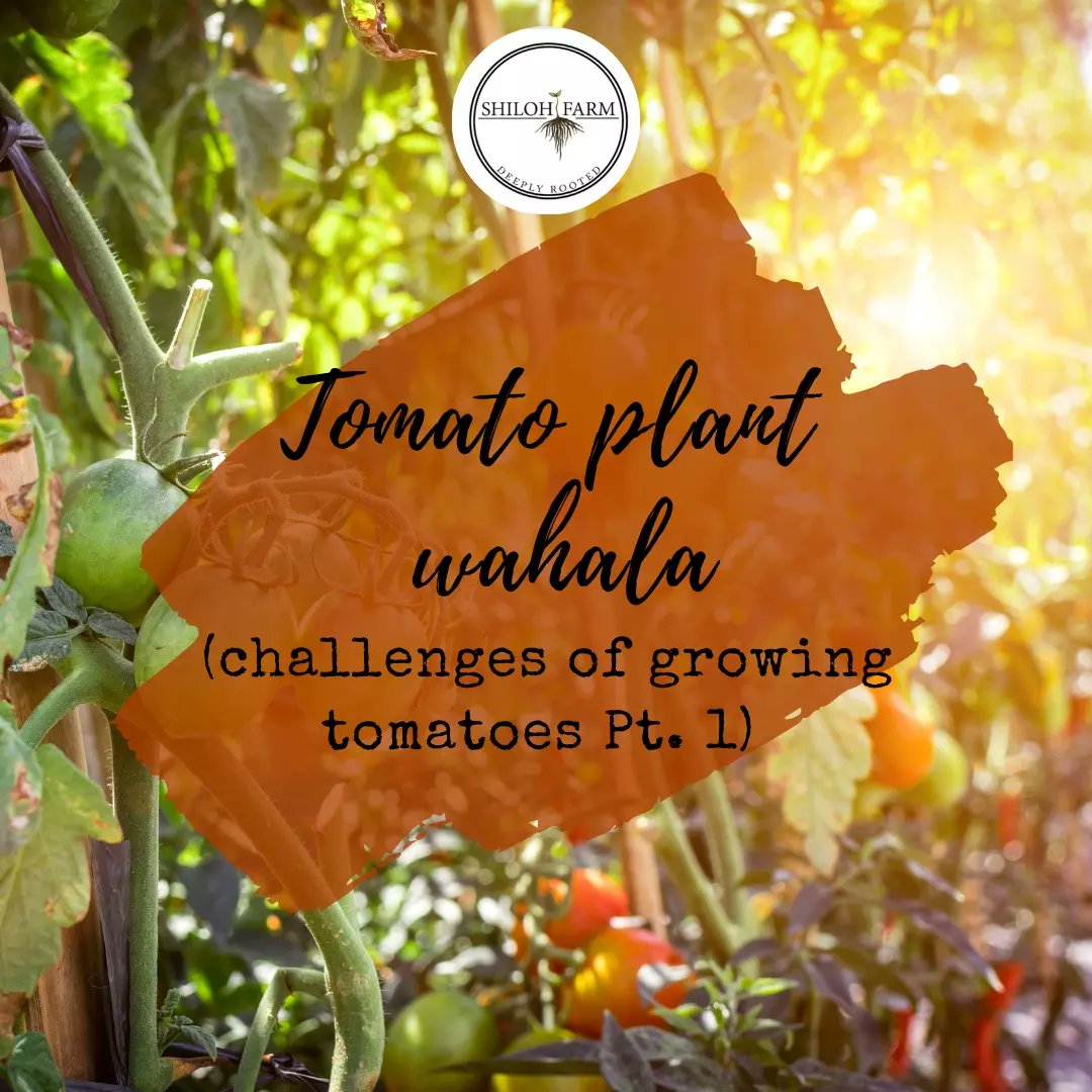FarmShiloh's tweet photo. Check out our part 1 & 2 of our "Tomato Plant Wahala"series
Part 1: https://t.co/kg3faUjwSP
Part 2:
https://t.co/nvAVTKEVrh
#plantcontent #tomatocontent #tomatotuesday #shilohfarmgh https://t.co/MRGOp7Z23O