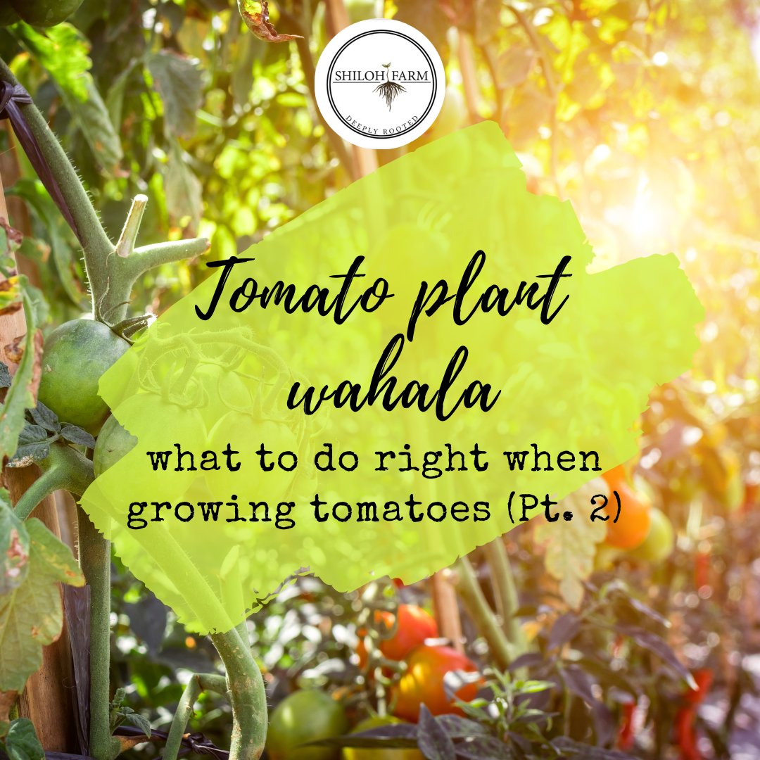 FarmShiloh's tweet photo. Check out our part 1 & 2 of our "Tomato Plant Wahala"series
Part 1: https://t.co/kg3faUjwSP
Part 2:
https://t.co/nvAVTKEVrh
#plantcontent #tomatocontent #tomatotuesday #shilohfarmgh https://t.co/MRGOp7Z23O