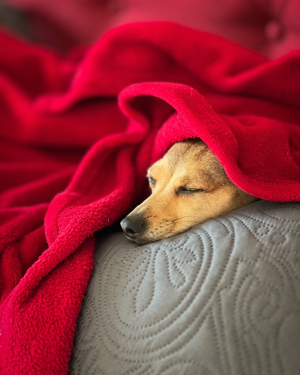 CopperWunder's tweet photo. 🐾 who has naps in their agenda for today? 💤🧡 https://t.co/ECZDCIYBty
