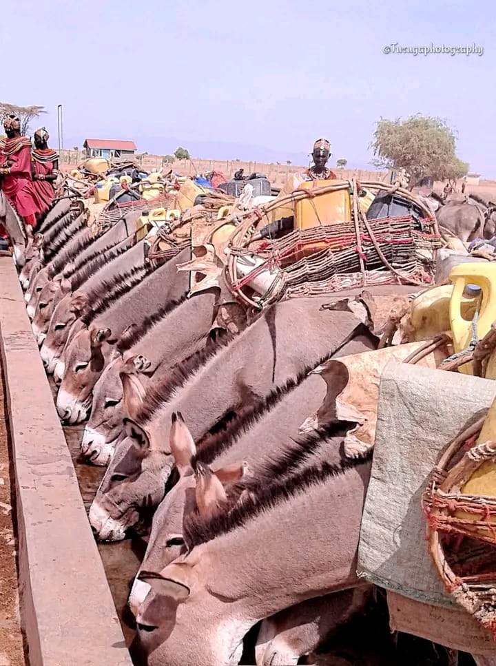 Leshepherds's tweet photo. Drought in Northern Kenya-Laisamis constituency, Marsabit county, everybody is thirsty,the transporter quenches thirst first before taking water to the kids,100's KM away.Pray for rain,pray for us,support us #queensfuneral @StateHouseKenya @WilliamsRuto https://t.co/gWqf9dH1W5