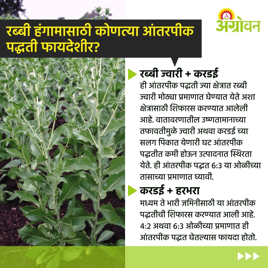 AGROWON's tweet photo. रब्बी हंगामात आंतरपीक पद्धतीचा अवलंब केल्यास उत्पादनामध्ये स्थिरता येते. तसेच हेक्टरी अधिक उत्पादन मिळून जास्त नफा मिळतो. वसंतराव नाईक मराठवाडा कृषी विद्यापीठाने पुढील शिफारशी केल्या आहेत.
https://t.co/69arTwL377
#Agrowon #CropAdvisory #RabiSeason #CropGuide #CropManagement https://t.co/RjnS7tVdYi