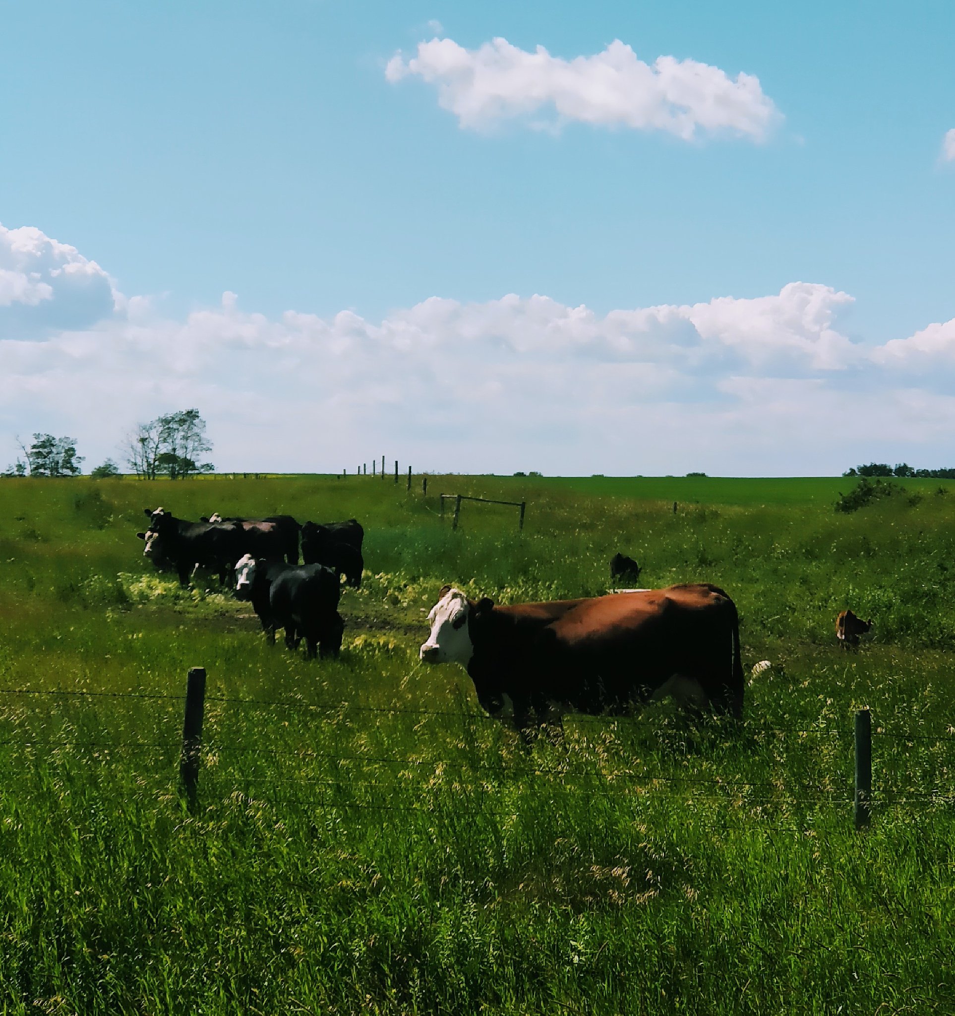 ddfarmerette-lilmissunacceptableviews-on-twitter-100-days-100-cow