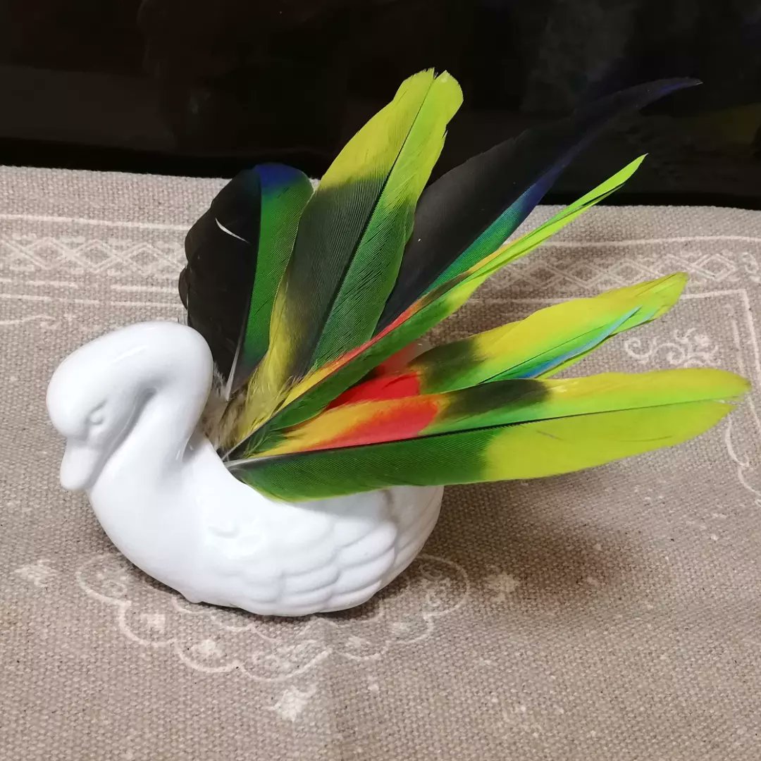 puchinori7217's tweet photo. #seria #amazonparrot #bluefrontedamazonparrot #アオボウシインコ #白鳥 #セリア
セリアで購入した白鳥の器に今年収穫したドスちゃんの羽を入れてみました。今年は��っぽばかり抜けたなあ😅あと3本抜けたけどドスにぐちゃぐちゃにされた😱残念すぎる😭 https://t.co/3UY7AFmKfZ