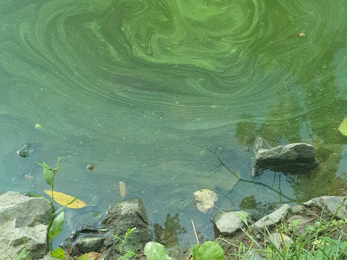 TerraCrawler_EU's tweet photo. Some types of blue-green #algae are toxic and can make people and animals ill. We offer a solution for safe #algaecontrol. Our #autonomousvessel sprays minerals that lock the nutrients of blue-green algae when and where it is needed. Learn more about it: https://t.co/WAKj9gkLhs https://t.co/xMv7YnEkUe