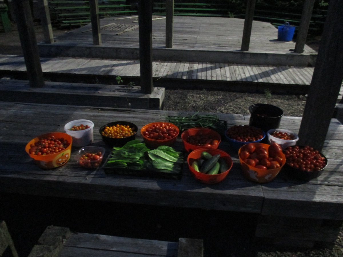 TakeActionGroup's tweet image. WOW! More Families and the Foodbank were able to receive Fresh "Hood" Grown Veggies with this Harvest!