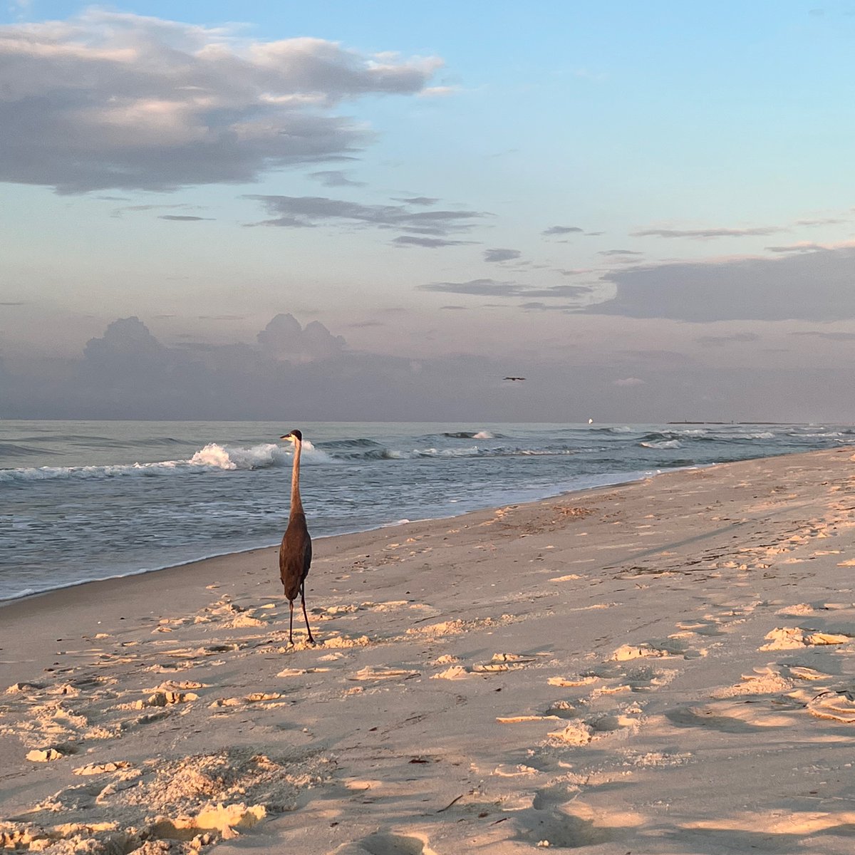 cityorangebeach's tweet photo. Good morning from Orange Beach. https://t.co/fFDsQtWcId