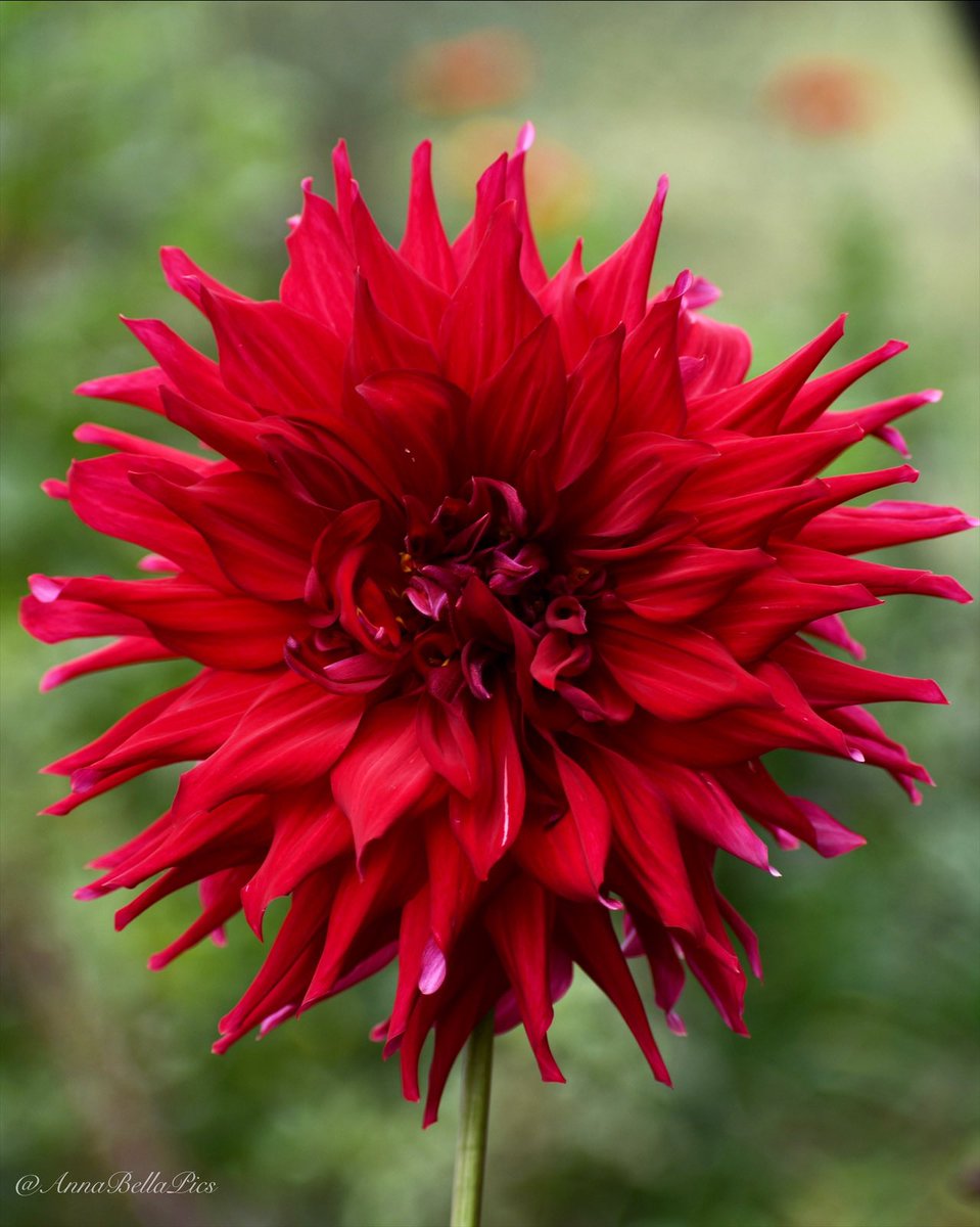 CindyWho? on Twitter: &ldquo;RT @AnnaBellaPics: One of the largest blooms in