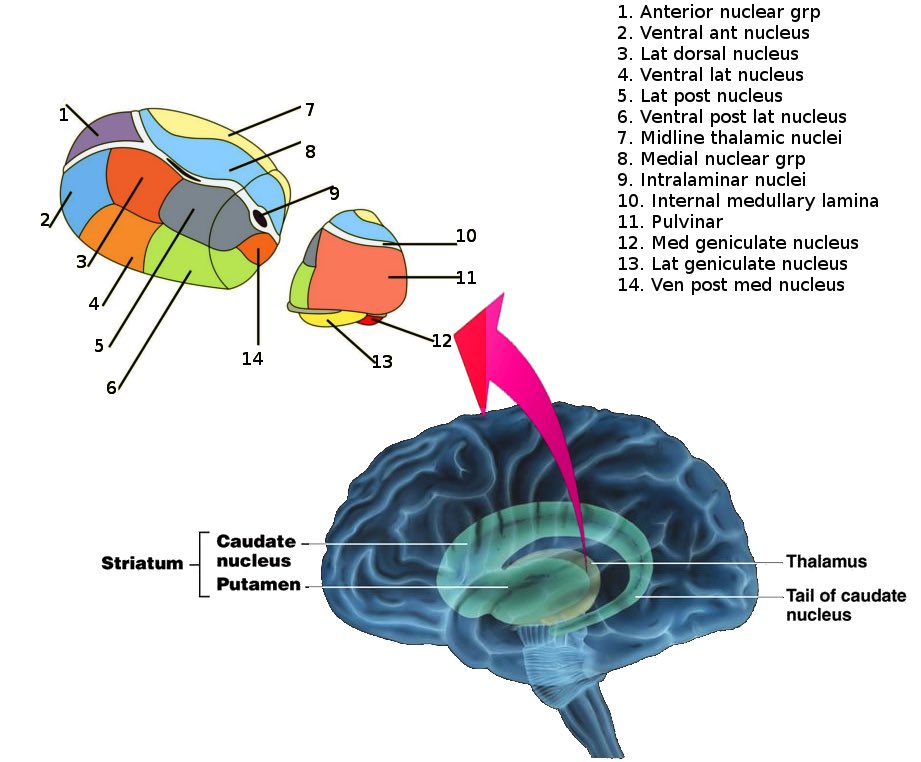 DulayMario's tweet photo. Thalamic strokes lead to very different cognitive, emotional and behavioral profiles depending on what part of the thalamus was damaged because of a dysconnection to other brain processing areas. https://t.co/usDL2W7b4w https://t.co/X0eoR3MbHD