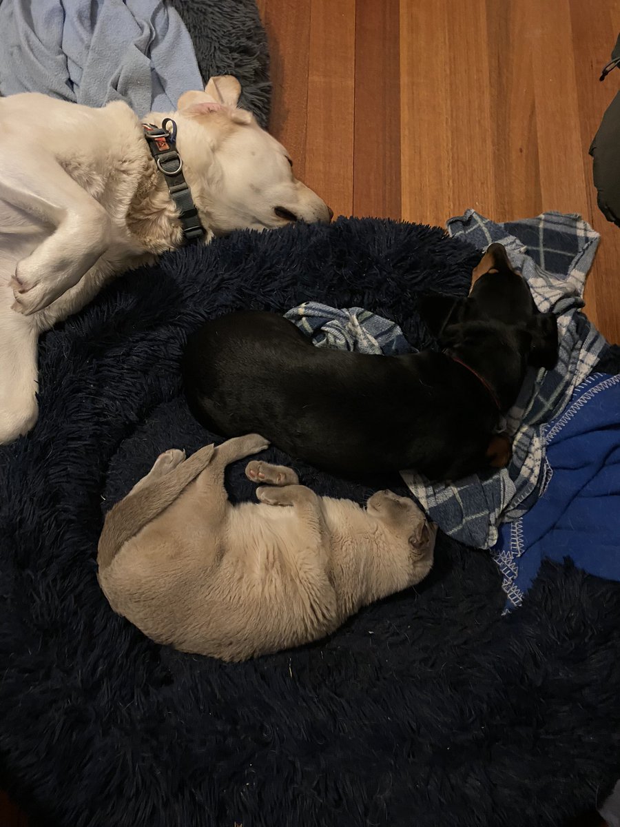 LisaMBrophy's tweet photo. Exhausted #petsoflatrobe https://t.co/RCNSxAn19R