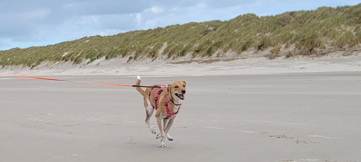 EMoontje's tweet photo. Er is er eentje gek op #Ameland #westpointer #AdoptDontShop https://t.co/XSga6yoh0Q