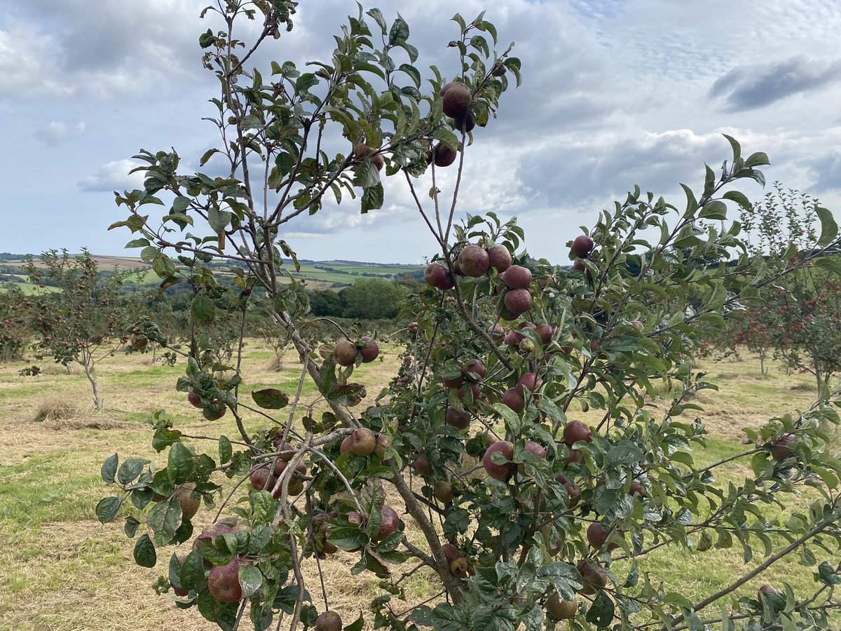 annavarle (@annavarle) on Twitter photo Some days you get the best jobs… filming <a href="/HeronValleyUK/">Heron Valley Drinks</a> learning all about cider 🍺 ❤️ <a href="/BBCSpotlight/">BBC South West</a> Some days you get the best jobs… filming <a href="/HeronValleyUK/">Heron Valley Drinks</a> learning all about cider 🍺 ❤️ <a href="/BBCSpotlight/">BBC South West</a>