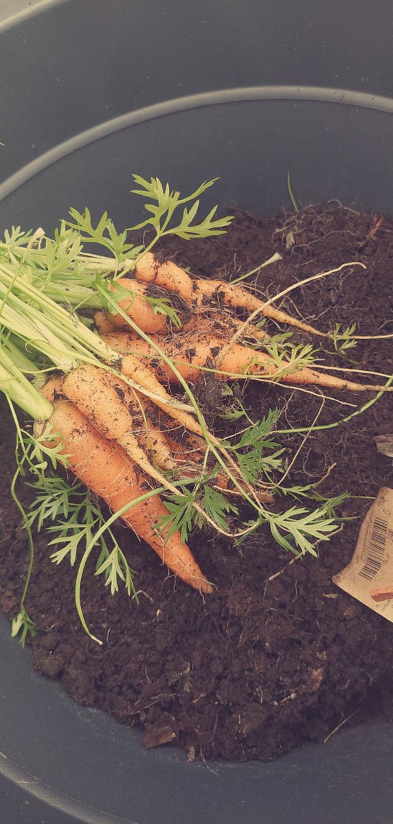 Dagens fangst 💚🧡