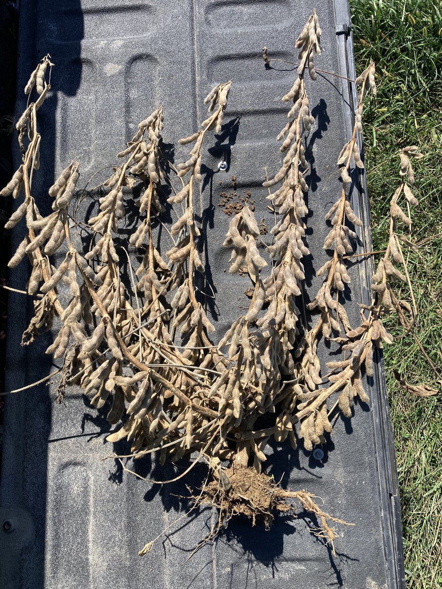 Channel_KY_SIN's tweet photo. This 3521RXF plant #Flexxed it’s muscles and packed on the pods! We counted 450!! It is impressive what these #XtendFlex genetics can do with a little breathing room😉 @RRXtend #BayerUp @ChannelSeed https://t.co/LLVOY0GKDa