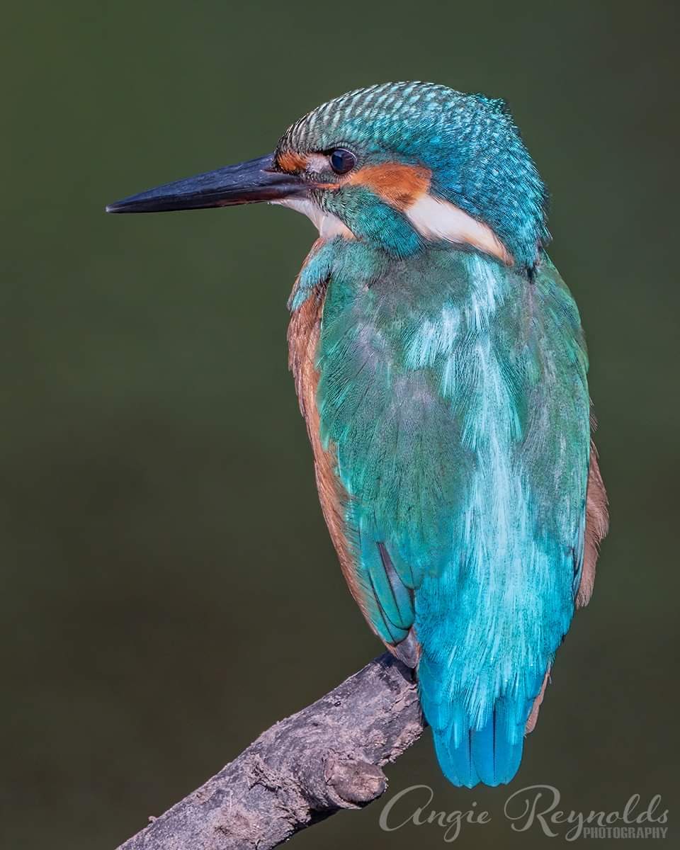Kingfisher 

#nature #naturelovers #bbcwildlifePOTD #TwitterNatureCommunity #springwatch #wildlifephotography #naturephotography <a href="/iNatureUK/">iNatureUK</a> @BBCCountryfile <a href="/WildlifeMag/">BBC Wildlife</a> <a href="/BBCSpringwatch/">BBC Springwatch</a> <a href="/VsitLanarkshire/">Visit Lanarkshire</a> <a href="/VisitScotland/">VisitScotland</a> @mvscotland