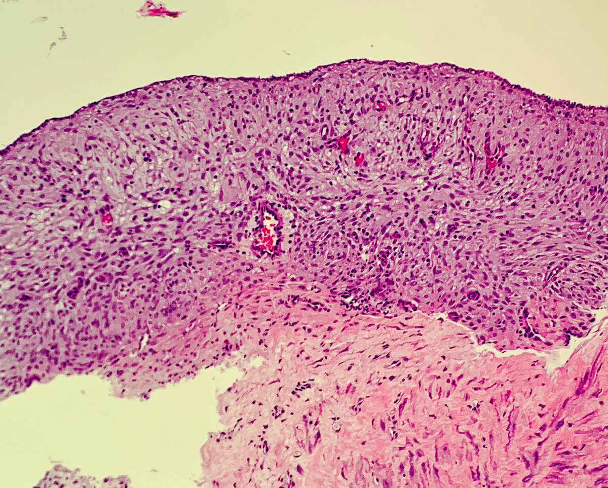 Janira Navarro tweet media