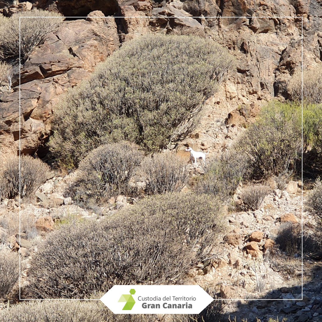 Custodia_GC's tweet photo. 🌳La rampa del Lomo de la Verga, se caracteriza por la amplitud de sus vistas y la presencia de un tabaibal disperso que presta ejemplares de gran envergadura, llegando hasta los tres metros de altura.🌳

#custodiagrancanaria https://t.co/Se0v5Fgbcn