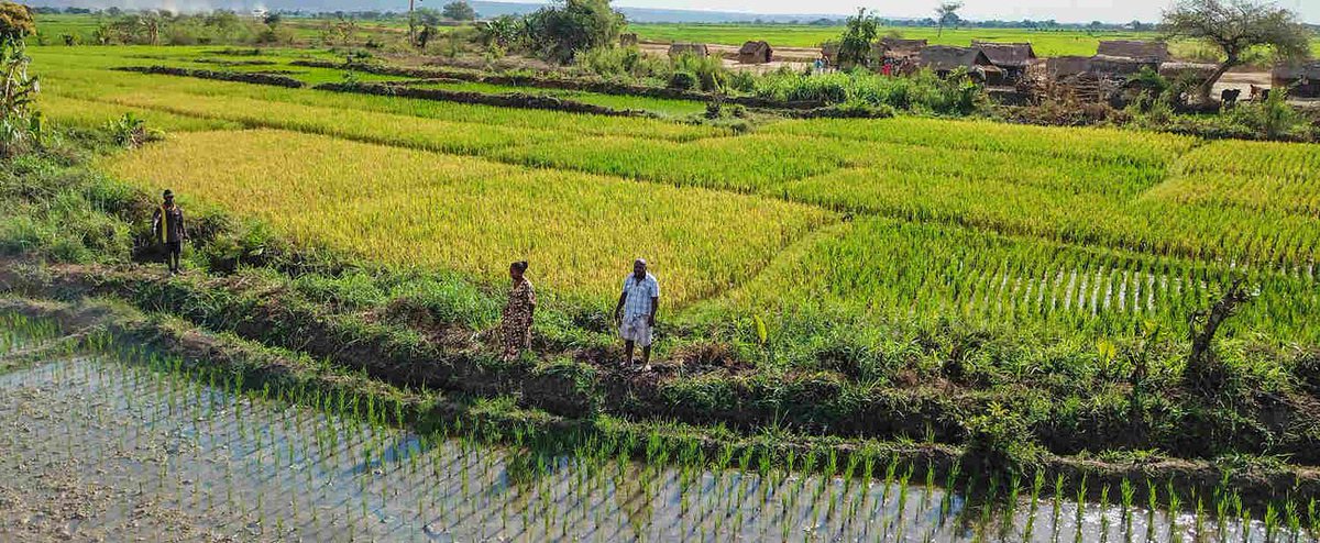 AfDB_Group's tweet photo. Increased rice and maize yields for youth enterprises in #Madagascar, thanks to an #AfricanDevelopmentFund project focused on improving #foodsecurity, stimulating job creation and aiding poverty reduction. https://t.co/JhNiB0GX8r #50ADF https://t.co/Zar0MJr6kh