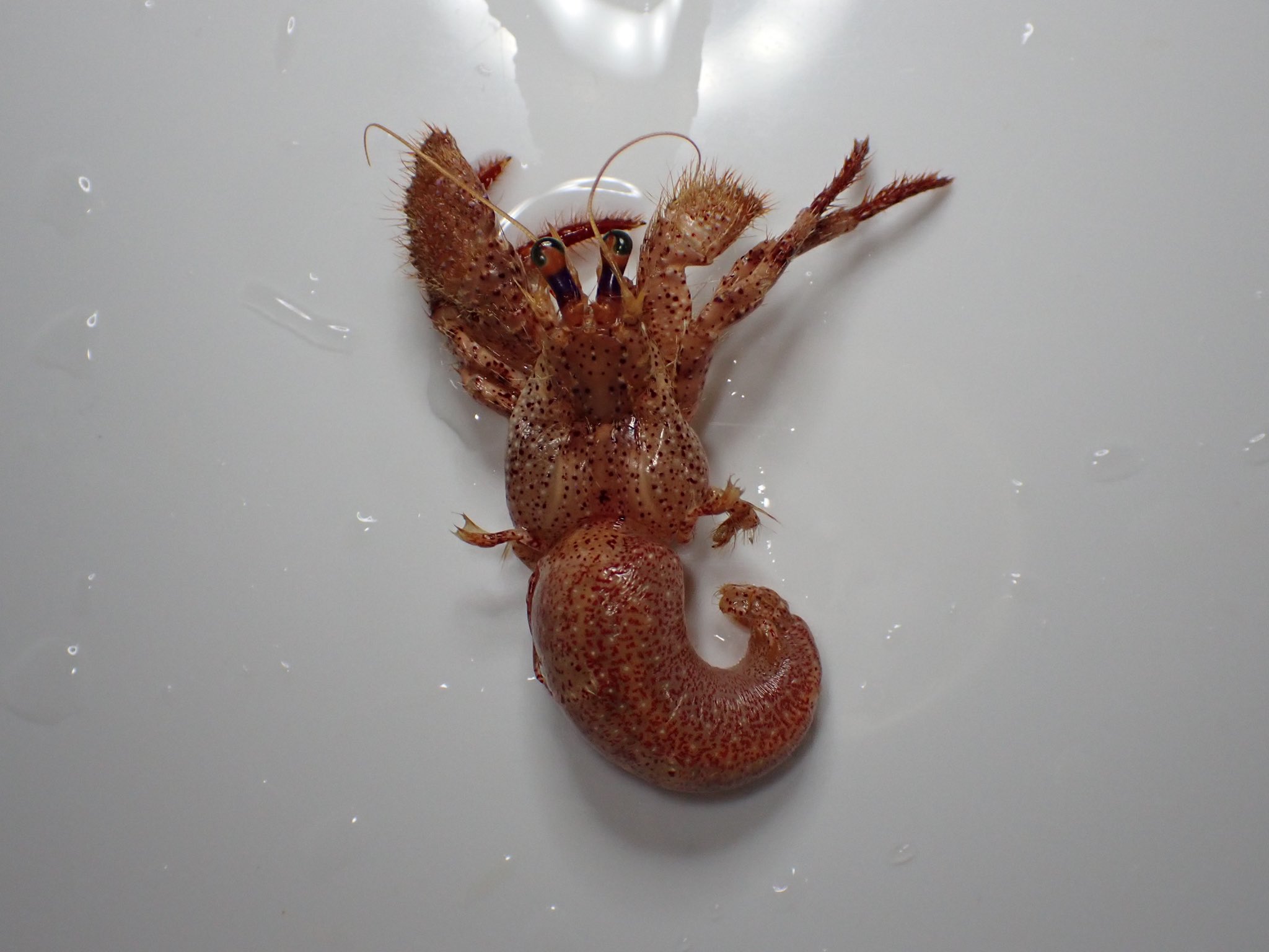 Under 文屋 Funnyafunya Twitter