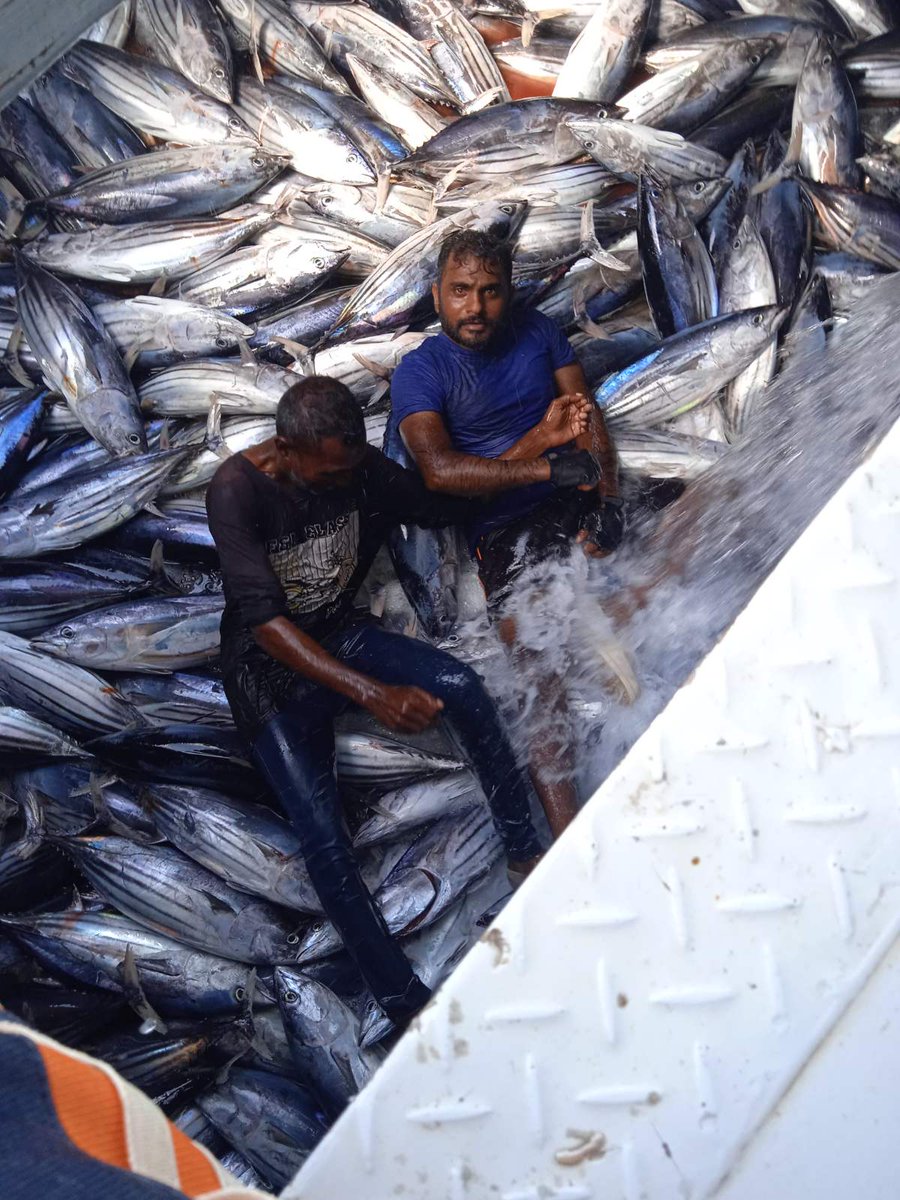 AhmedSiddeeq's tweet photo. "މި ވަރުގެ ހަޔާތްކުޑަ، ގޮތްކުޑަ ސަރުކާރެއް ދުވަހަކުވެސް އަހަރެންނުދެކެން. މި ސަރުކާރުން ވެރިކަމަށް އައުމަށް ދޮގުހަދައި އަހަރުމެނަށް އޮޅުވާލި. އިއްޔެ އެކަނިވެސް އަހަރެންގެ ދޯނި ދެޓަނުމަސް ކަނޑަށް އުކާލި، ނުކިރިގެން." އެމްޑީޕީގެ އޮޑިވެރިއެއް.
މިއީ އުކާލި މަސްތައް👇 https://t.co/fGvIRuJ2nf