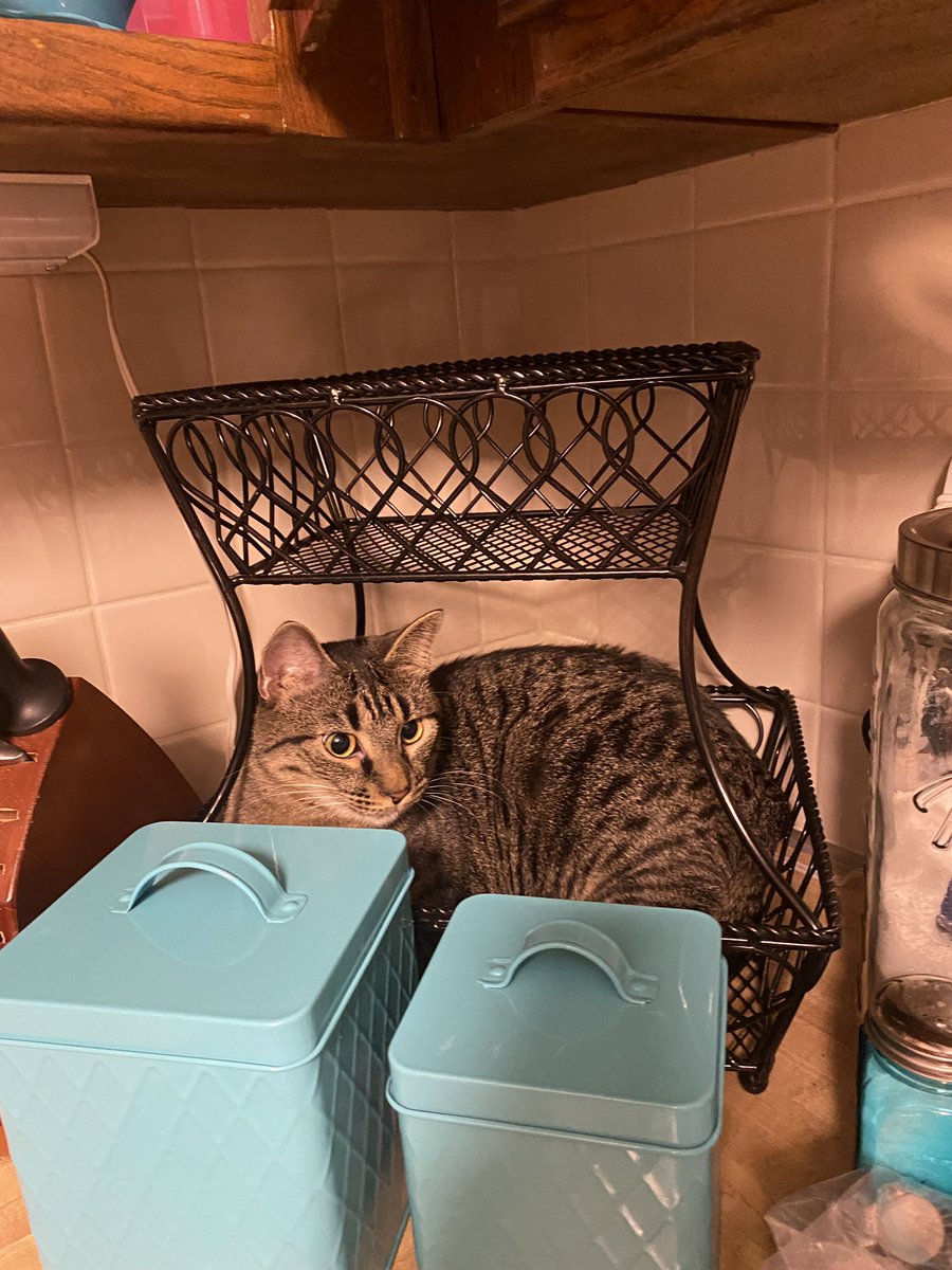 chrissynorman78's tweet photo. Obviously itโs time to go to the store when my fruit basket is empty ๐คช
#ififitisit #CatsOfTwitter #charlie @LouDPhillips https://t.co/nN239FnS7J