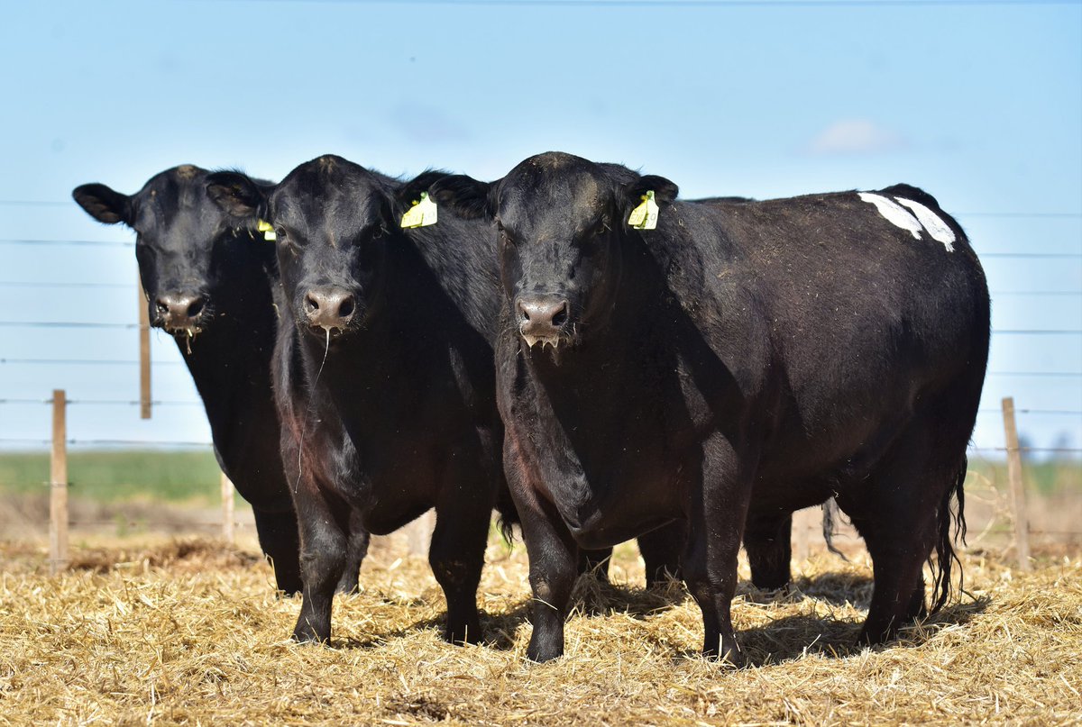 PalabraRural's tweet photo. Ya listos, preparados para la venta y filmados, los toros Angus PC de Cabaña DON BENJAMÍN para el Remate Anual en las instalaciones de la Sociedad Rural de Huinca Renancó (Cba)
Miércoles 28 de septiembre 
Rematará @alfredosmondino @robertomondino https://t.co/LZ1KB56HFZ