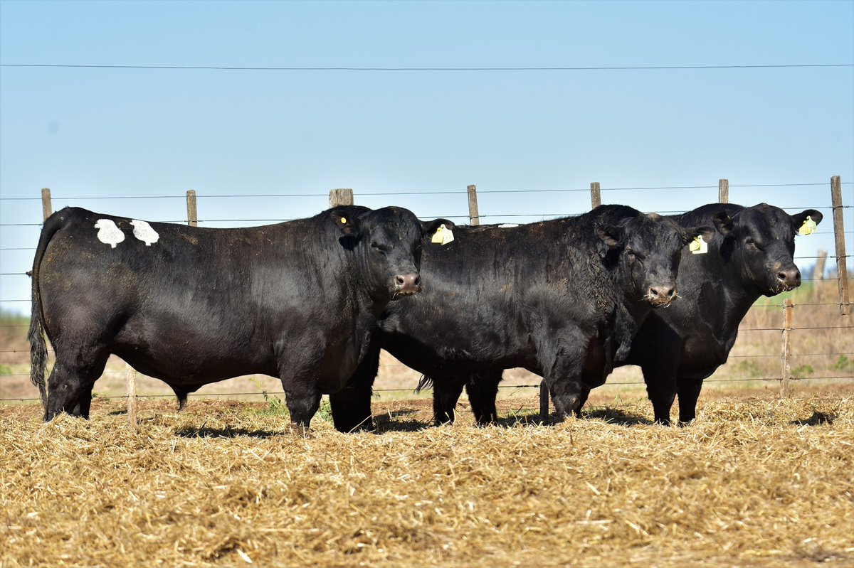 PalabraRural's tweet photo. Ya listos, preparados para la venta y filmados, los toros Angus PC de Cabaña DON BENJAMÍN para el Remate Anual en las instalaciones de la Sociedad Rural de Huinca Renancó (Cba)
Miércoles 28 de septiembre 
Rematará @alfredosmondino @robertomondino https://t.co/LZ1KB56HFZ