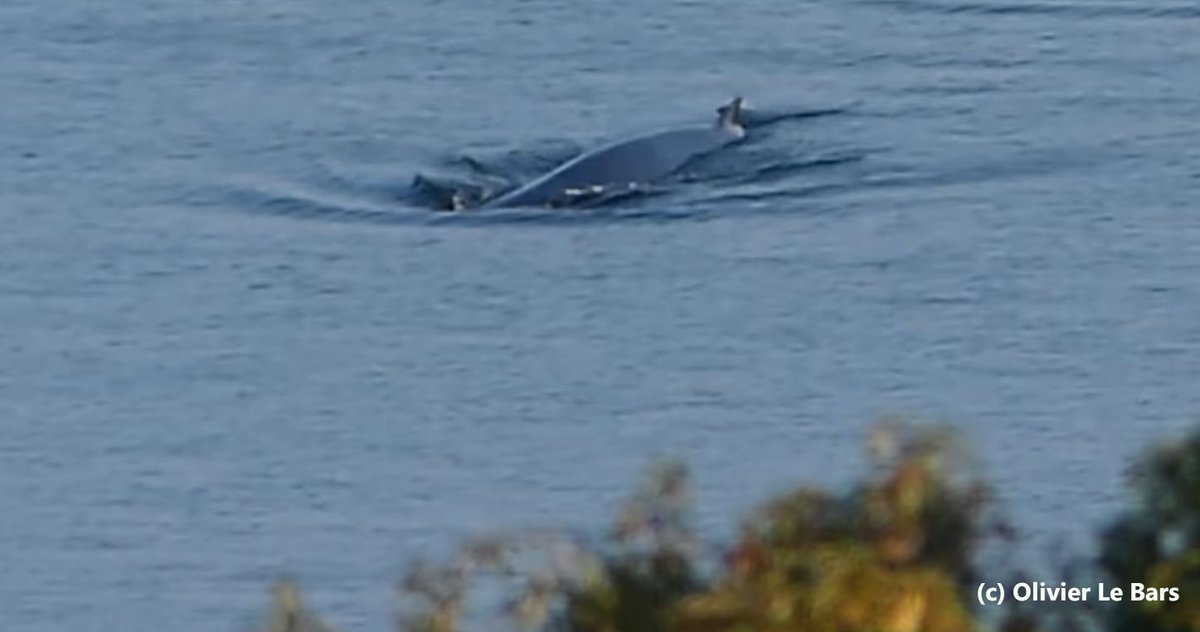 PlonevezPorzay's tweet photo. Backt to the sea at 1:30am after a 14-hour rescue, the whale was spotted at 8:00am close to Trezmalaouen, 3km south of Ty Anquer. Still worries about this whale health.
#bayofdouarnenez #brittany #savethewales #whalerescue #whalestranding #ploeven #plonevezporzay #trezmalaouen https://t.co/edoXJ4JsLq