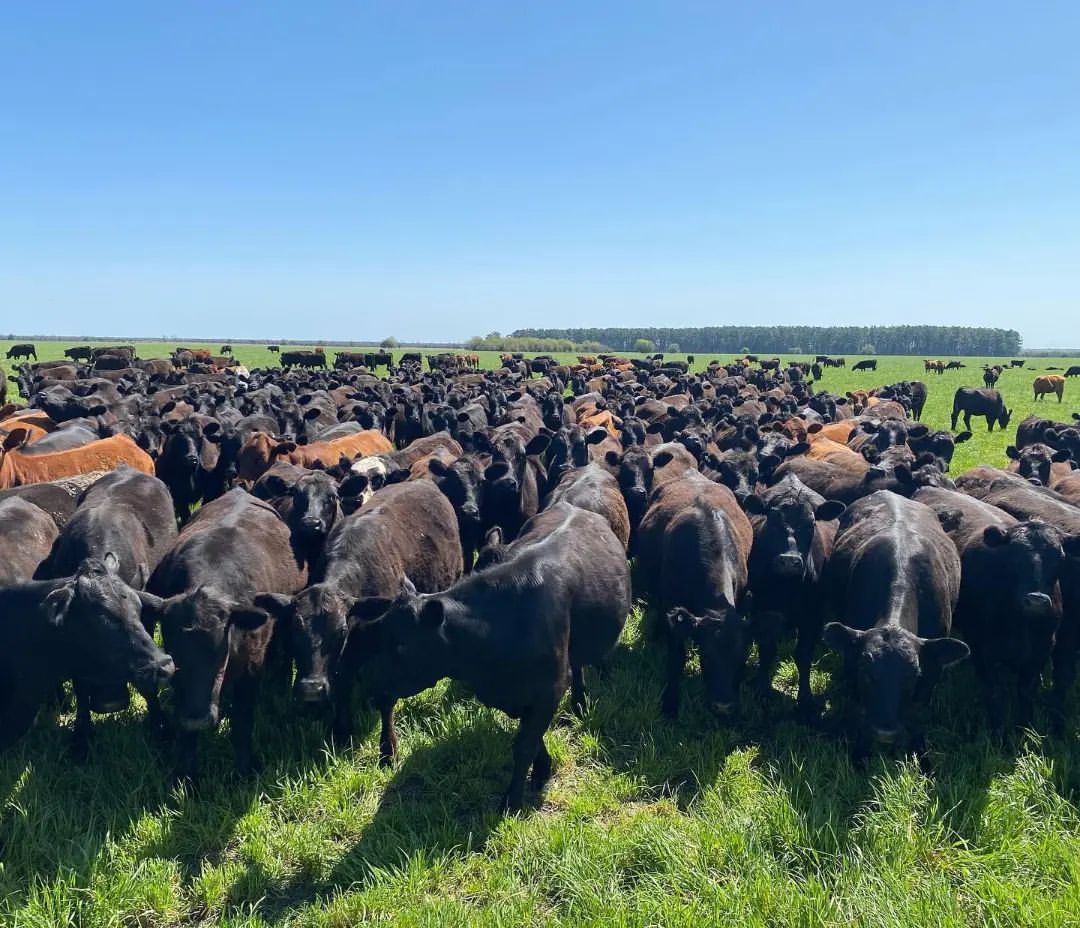 agrotendencia's tweet photo. Producción de carne eficiente y sustentable desde Argentina por @sebastianluisriffel
Así lo comparte y así mismo te lo mostramos por acá.
¡Comaprtenos también tu experiencia y forma parte de esta comunidad!
Utiliza la etiqueta #Agrotendencia
#AgroRed #Argentina https://t.co/7lwRXCB5WG