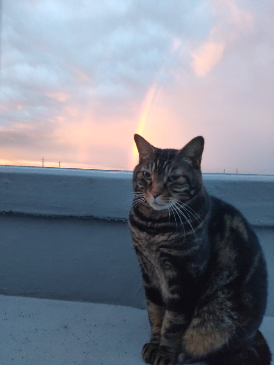 kaiandile's tweet photo. 台風一過。
外気を浴びるニャンズと、たちのぼる虹🌈
#猫 #ねこ #猫が好き #猫がいる幸せ #猫がいる暮らし #猫好きな人と繋がりたい #猫写真 #猫は天使 #シャム #アメショ  #虹 https://t.co/VHsswcnDPf