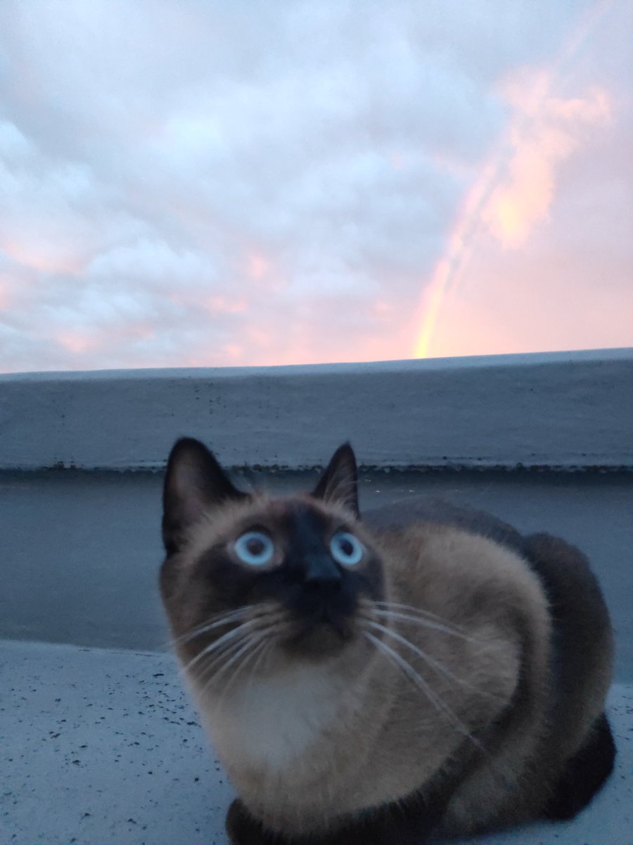 kaiandile's tweet photo. 台風一過。
外気を浴びるニャンズと、たちのぼる虹🌈
#猫 #ねこ #猫が好き #猫がいる幸せ #猫がいる暮らし #猫好きな人と繋がりたい #猫写真 #猫は天使 #シャム #アメショ  #虹 https://t.co/VHsswcnDPf