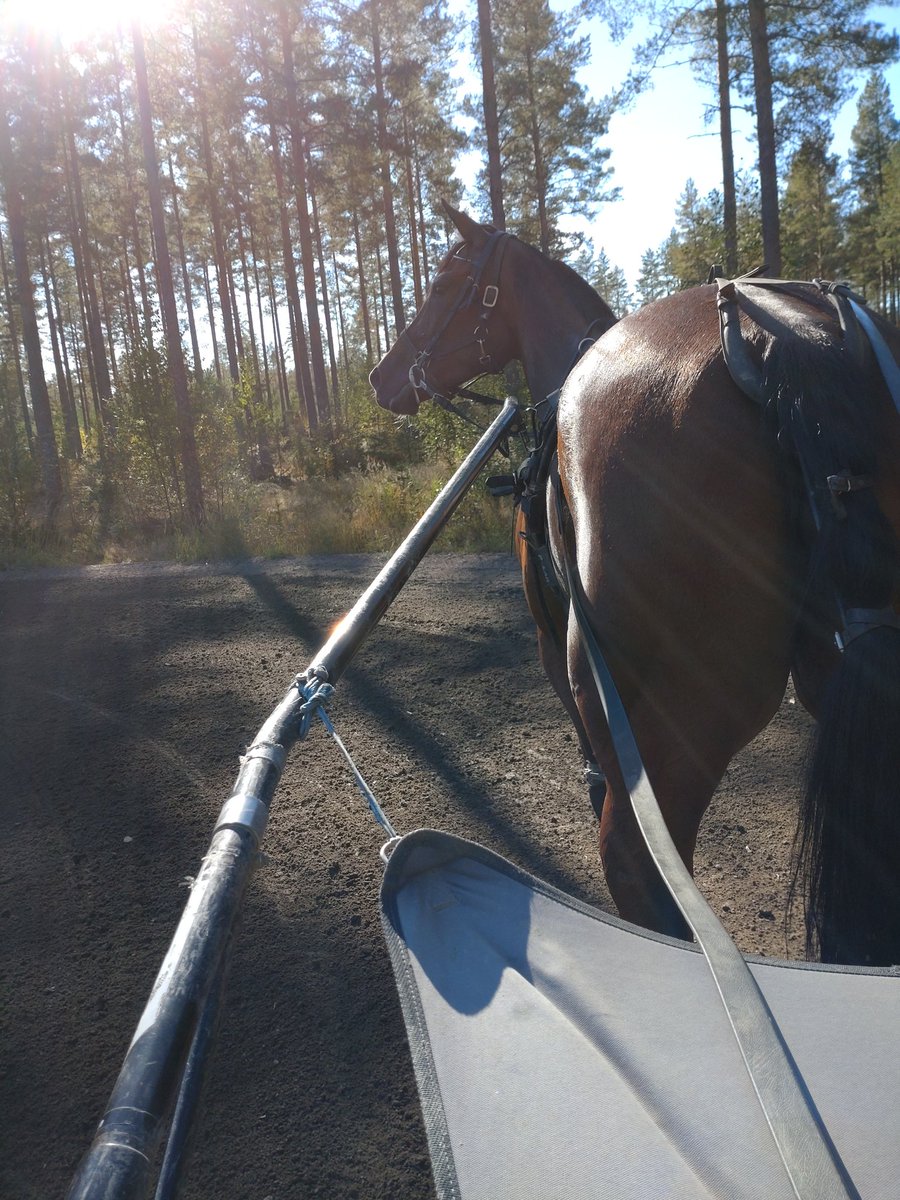 SmurfViden's tweet photo. På span i höstsolen🌟 https://t.co/YsLrbEnSuO