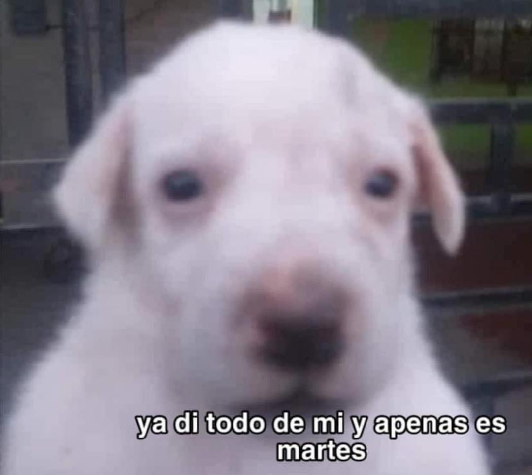 El Guarromántico (@guarromantico_) on Twitter photo 